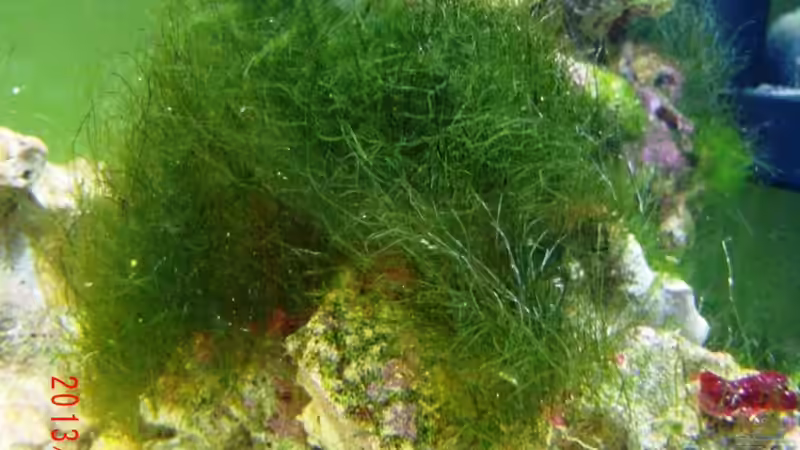 12.01.13 Algenwachstum  von Jademeister (15)