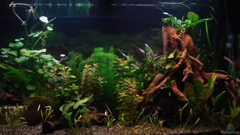 12.01.2008 von Dirk (2)