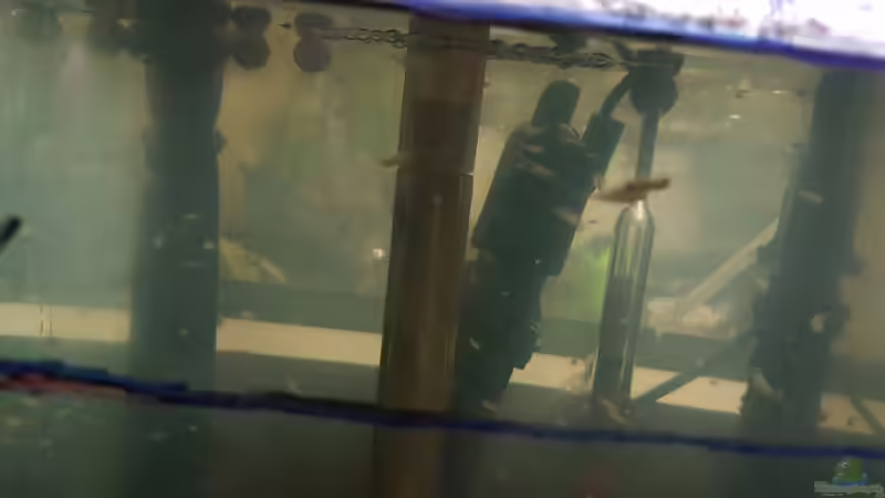 12.01.2019 rechts ein Pärchen  von Kevin Engelsberger (20)