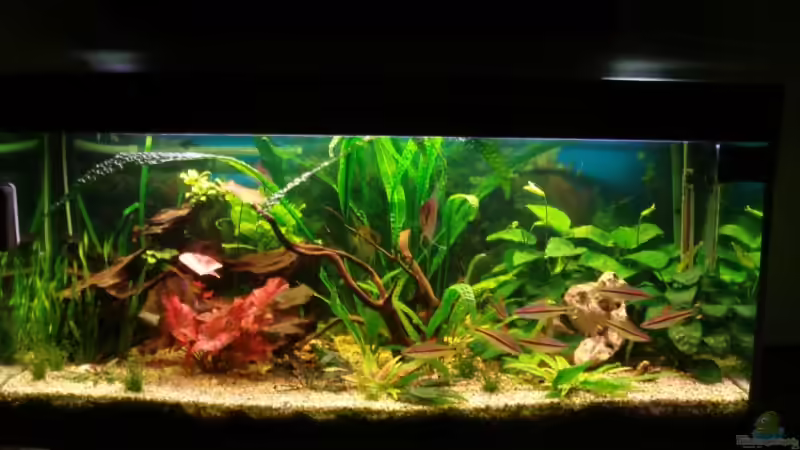 12.02.08 von Korbi (2)