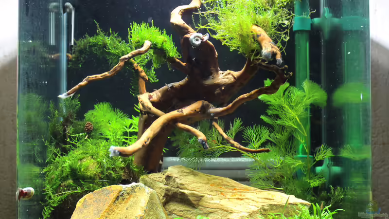 12.02.20015 von SouthAmerica (3)