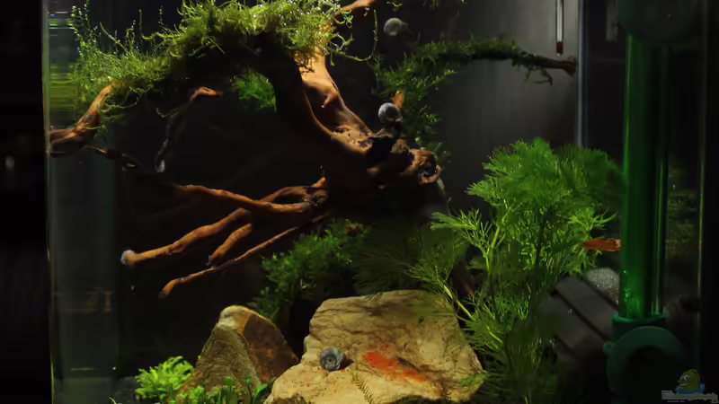 12.02.20015 von SouthAmerica (5)