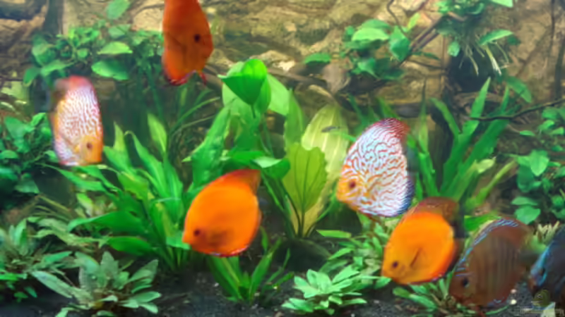 12.02.2012 Mitte Aquarium von matze70 (4)