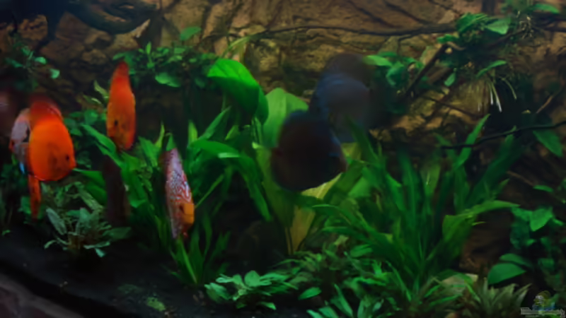 12.02.2012 von matze70 (11)