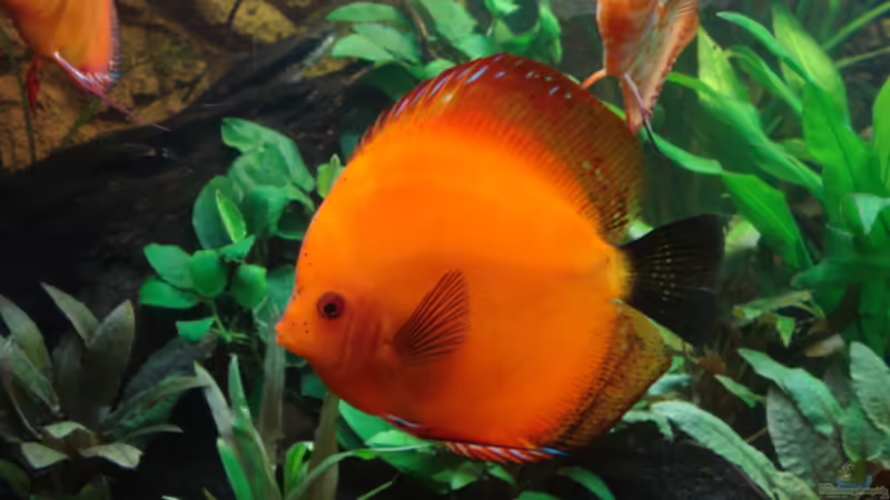 12.02.2012 von matze70 (30)