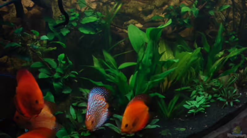 12.02.2012 von matze70 (8)