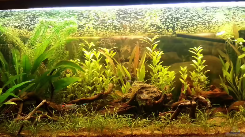 12.02.2013 - leicht umstrukturiert - Hintergrundpflanzen erneuert von Shinra (2)