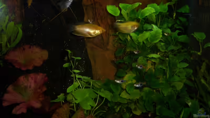 12.02.2015-rechte Seite von Schratze (53)