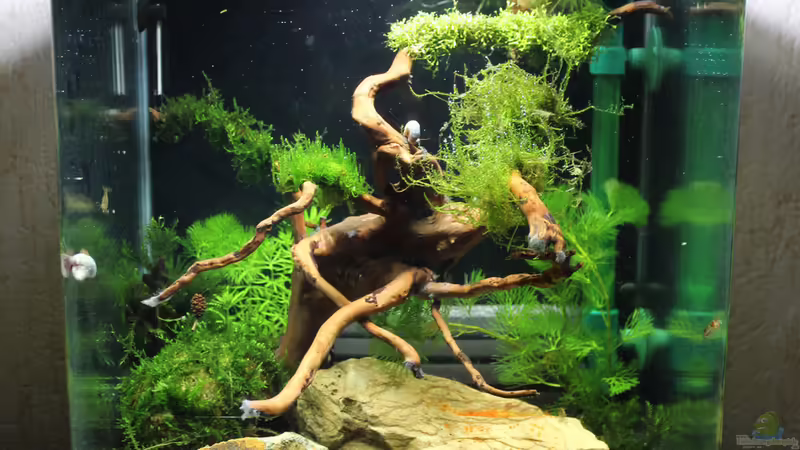 12.02.2015 von SouthAmerica (2)