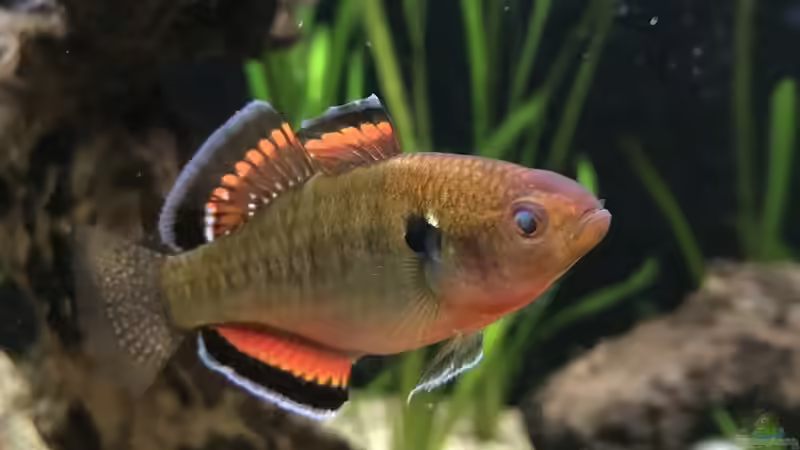 Hypseleotris compressa im Aquarium halten (Einrichtungsbeispiele für Kaisergrundeln)