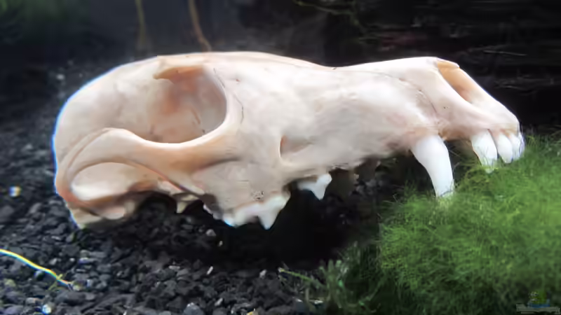 12.03.13 Fuchsschädel von Gonnos (14)