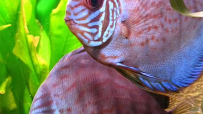 12.04.10 Pärchen Brillant-Türkis von Jogi (59)