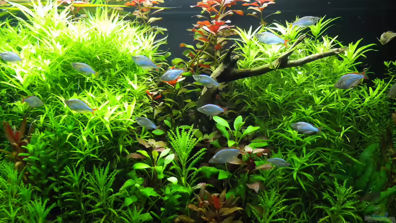 12.04.2014 von axolotl (4)