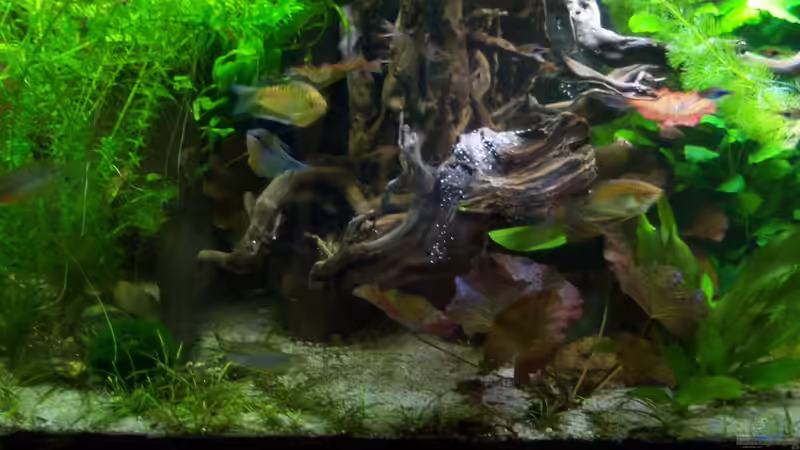 12.04.2015-mit neuer Wurzel von Schratze (13)