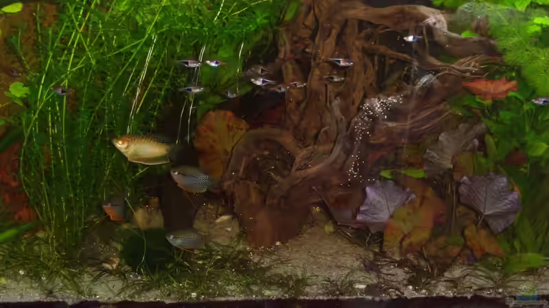 12.04.2015 von Schratze (15)