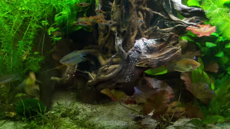 12.04.2015 von Schratze (17)