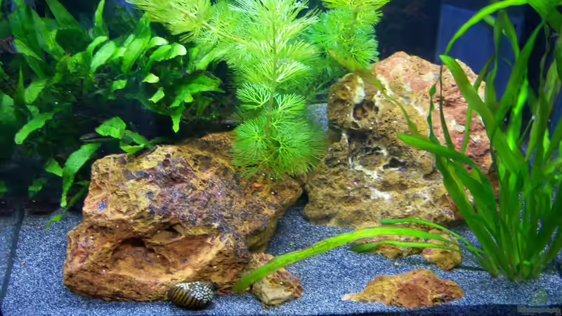 12.04.2015 von Schratze (5)