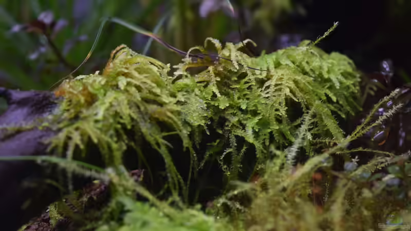 12.05.2018 von Junglist (12)