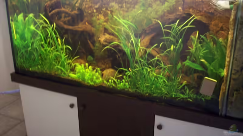 12.06. Die Pflanzen wachsen wie Unkraut von Anja Hermes (1)