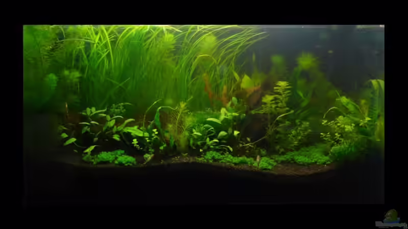 12.06.09 - Grünalgenplage (Schwebe- und Fadenalgen) von Torsten Franke (4)