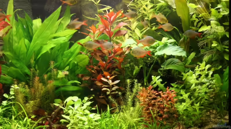 12.06.2010 von Ralf64 (24)