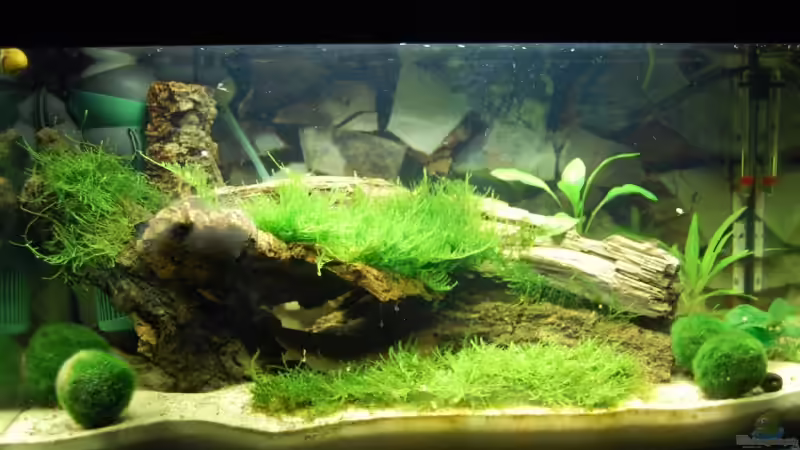 12.07.09 von Danubia (4)