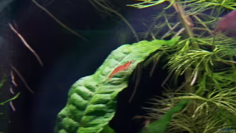 12.07.10 von Tom Rudolph (11)