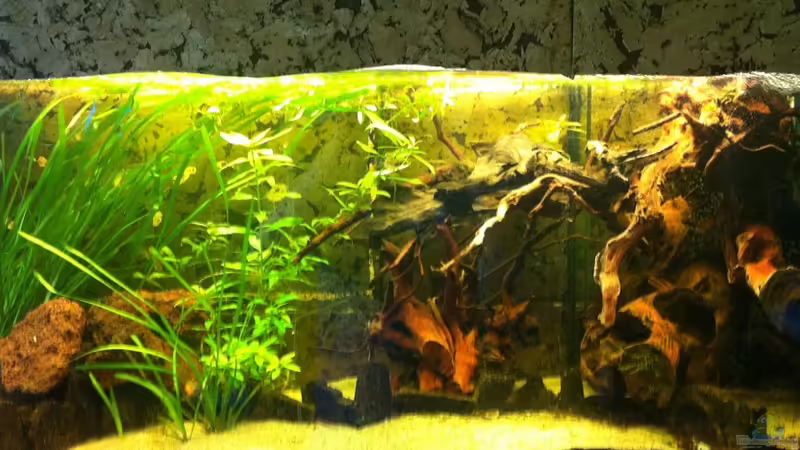 12.07.11 von ml69 (5)