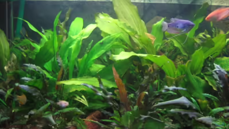 12.07.2008 von Amazonas-live (13)