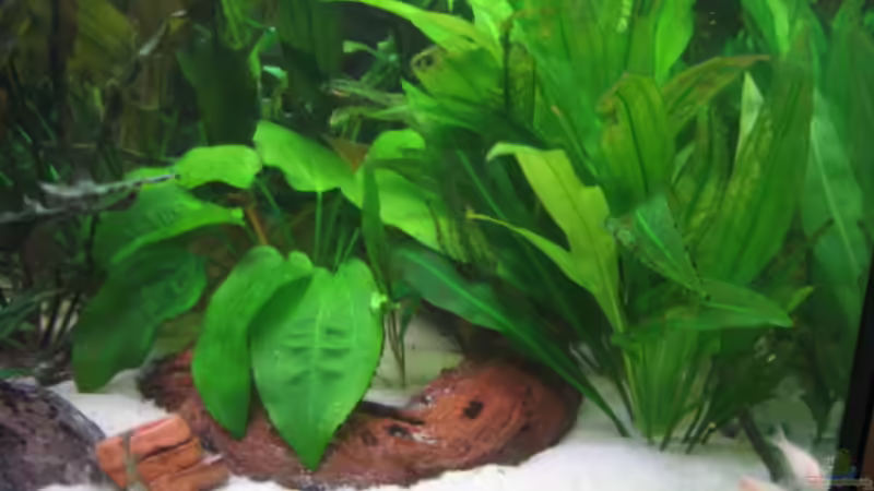 12.07.2008 von Amazonas-live (14)