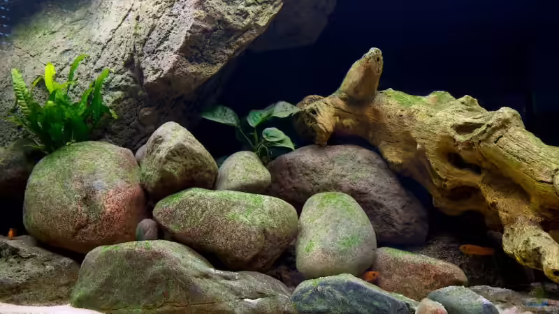 12.07.2009 - die grünalgen gehen wieder leicht zurück von Beni (2)