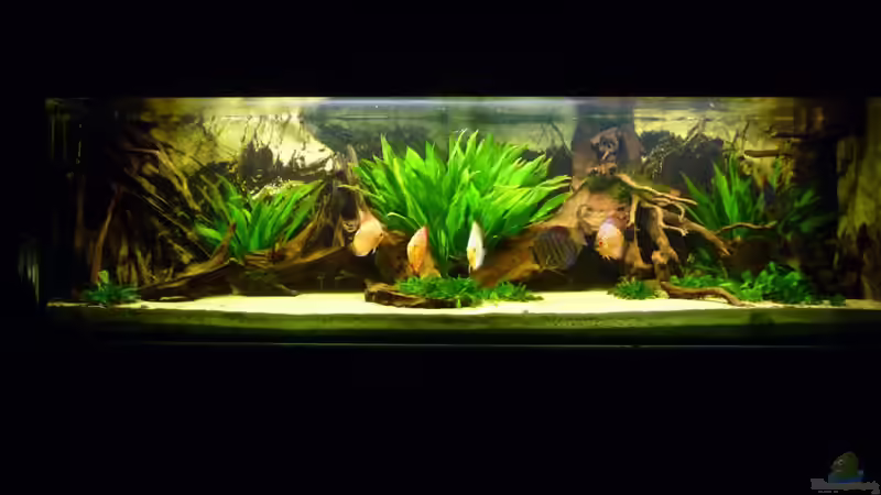 12.07.2011 von carkl (8)