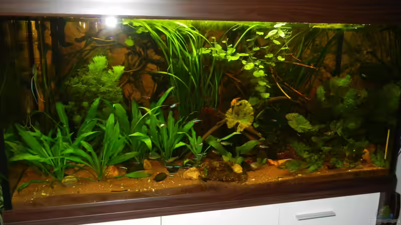 12.07.2012 von Life (10)