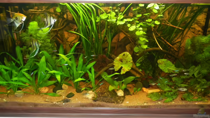 12.07.2012 von Life (11)