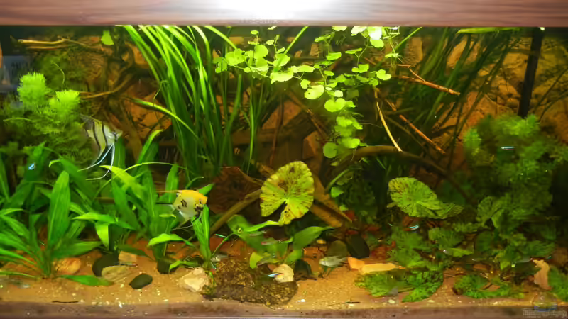 12.07.2012 von Life (8)