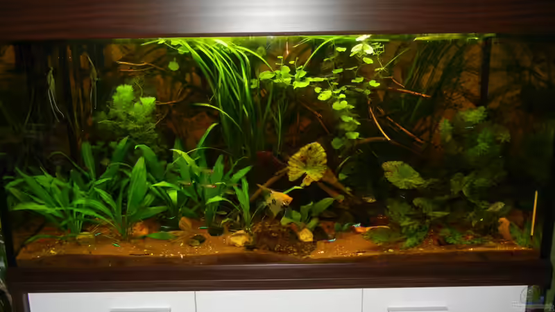 12.07.2012 von Life (9)