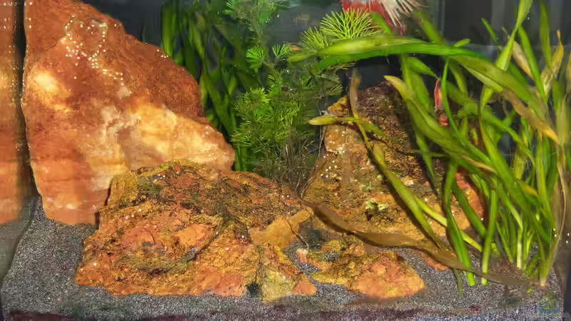 12.07.2015 von Schratze (2)