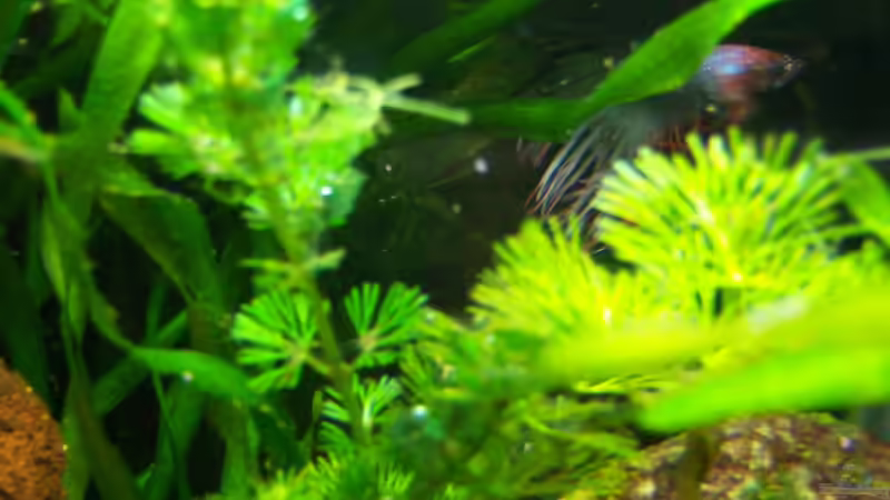 12.07.2015 von Schratze (3)