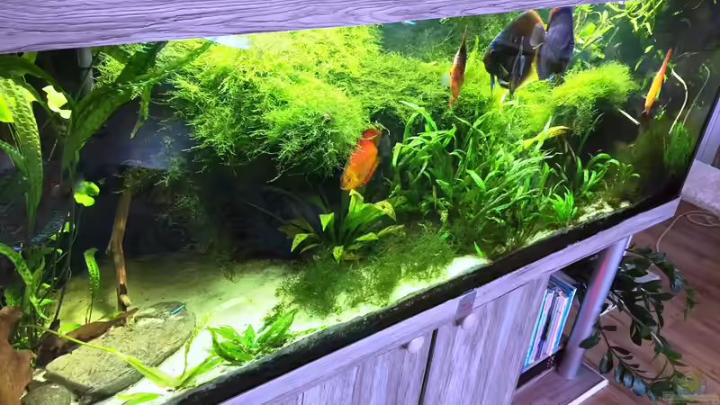 12.07.2017 von signo (3)