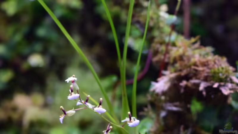 12.07.2018 von Junglist (29)