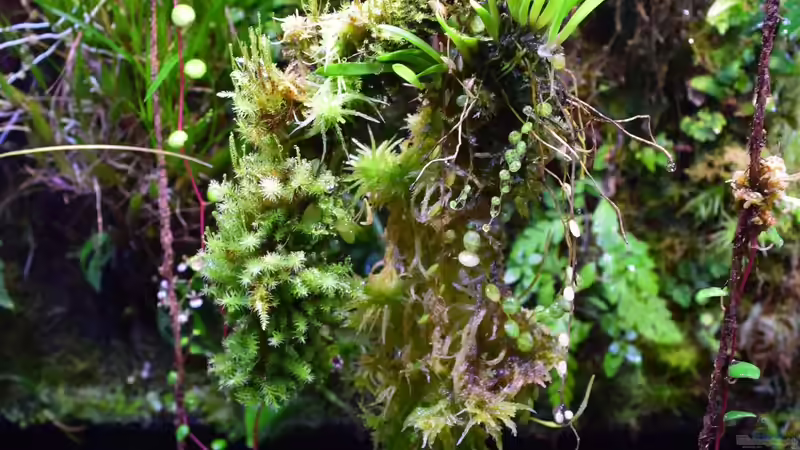 12.07.2018 von Junglist (30)