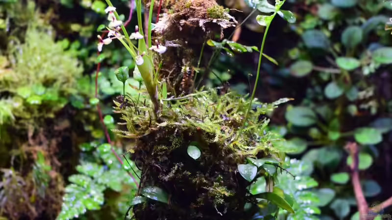 12.07.2018 von Junglist (31)