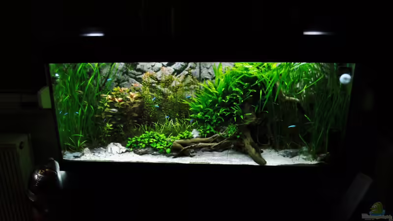 12.08.16 von Jah Gaid (12)