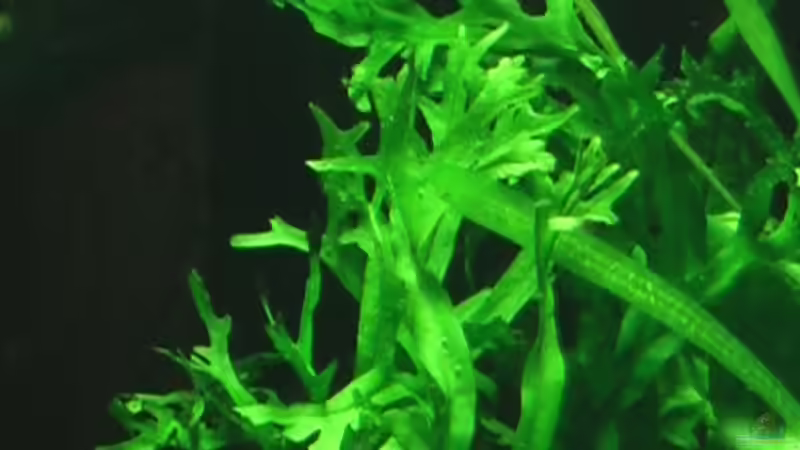 12.08.2010 Microsorum pteropus ´Windelov´ von *Lucie* (30)