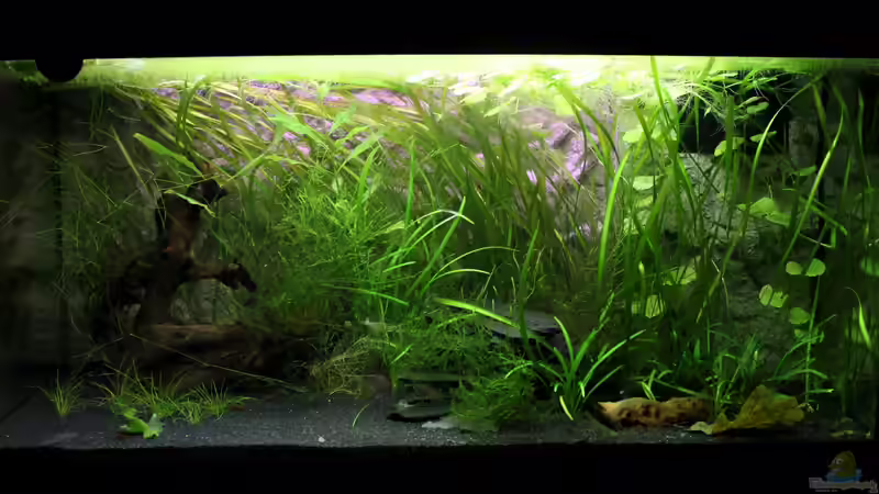 12.08.2012 von Springer (10)