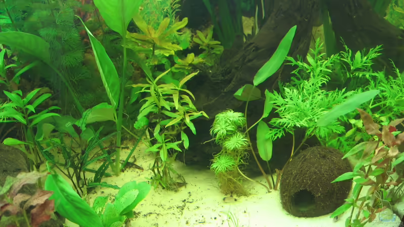 12.09.12 rechte Seite von Zodiack (8)