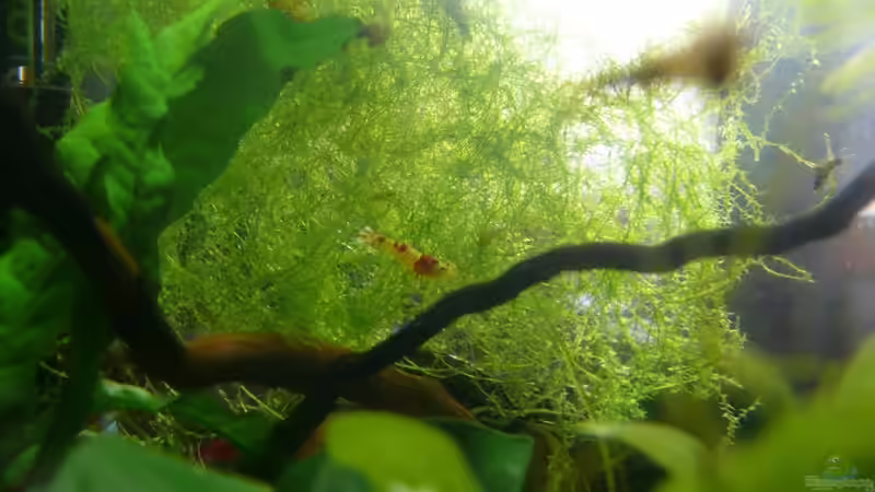 12.09.2010 von Bunter Fisch (16)