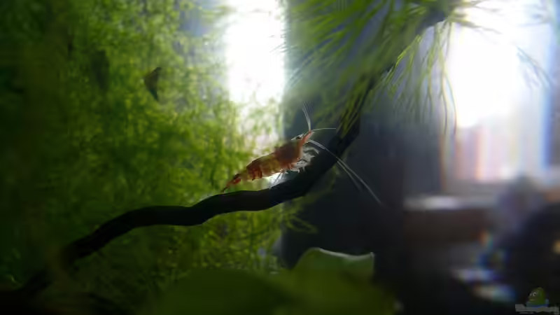 12.09.2010 von Bunter Fisch (17)