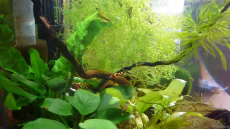 12.09.2010 von Bunter Fisch (2)