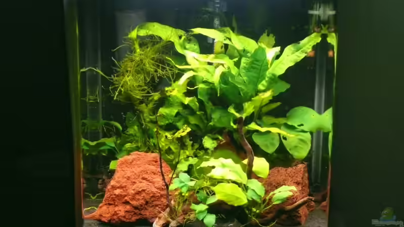 12.09.2010 von Die kleine Meerjungfrau (2)